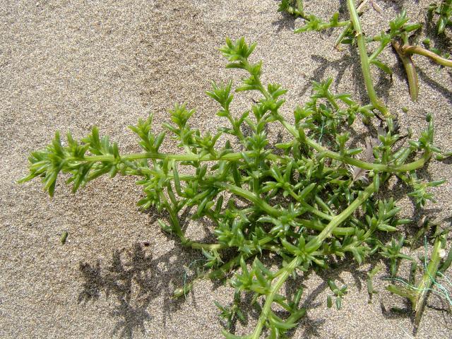 rickly saltwort